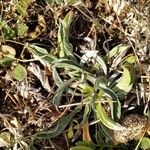 Convolvulus lineatus Leaf