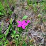 Dianthus armeriaFlower