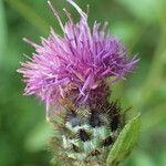 Centaurea decipiens Flor