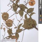 Triaspis sapinii Otro