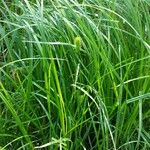 Carex vesicaria برگ