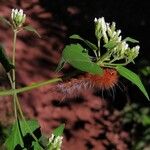 Chromolaena odorata Flower