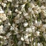 Retama raetam Fleur