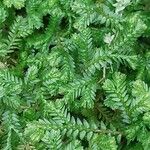 Selaginella kraussiana Leht