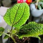 Pilea mollis Frunză