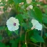 Ipomoea pandurata Flors