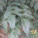 Mahonia x media Leaf