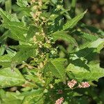 Chenopodium rubrum Tervik taim