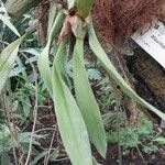 Maxillaria rufescens Blad