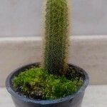Pilosocereus chrysostele Hoja
