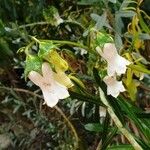 Azorina vidalii Blüte