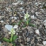 Orchis provincialis Bloem