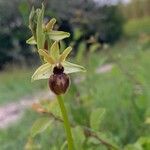 Ophrys sphegodes Blodyn