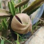 Stapelia giganteaFlower