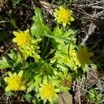 Sanicula arctopoides Blüte