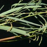 Desmodium angustifolium Blad