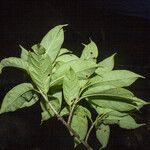 Sapium paucinervium autre
