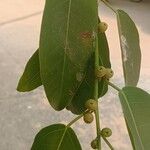 Ficus citrifolia Фрукт