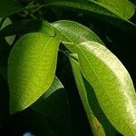 Cinnamomum verum Φύλλο