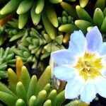 Gentiana sedifolia 花