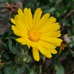 Calendula stellata Flower