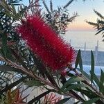 Melaleuca rugulosaFlower