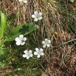 Cherleria laricifoliaफूल