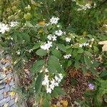 Viburnum plicatum Habit