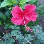 Hibiscus rosa-sinensis花