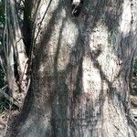 Geissospermum laeve 树皮
