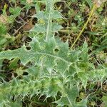 Carduus nigrescens Leaf