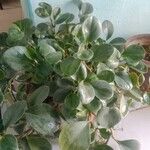 Peperomia magnoliifolia List