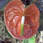 Anthurium andraeanum Flower