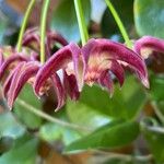 Hoya imperialis Λουλούδι