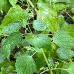 Scutellaria lateriflora Leaf