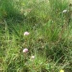 Valeriana tuberosa Habit