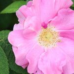 Rosa sherardii Kvet