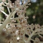 Tapeinosperma scrobiculatum Blüte