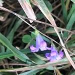 Wahlenbergia hederacea Flor