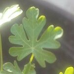 Tropaeolum peregrinum Blatt