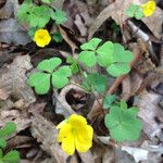 Oxalis grandis ശീലം