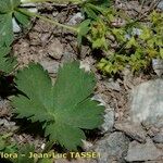 Alchemilla fissa Drugo