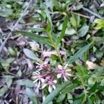 Cuphea racemosa Λουλούδι