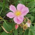 Rosa arkansana Kwiat