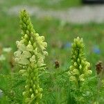 Pedicularis ascendens Habit