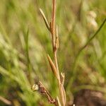 Linaria amethystea Φύλλο