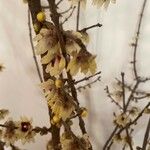 Chimonanthus praecoxKwiat