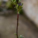 Linaria simplex Цвят