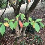 Stewartia rostrata Hostoa