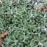 Antennaria dioica 形态